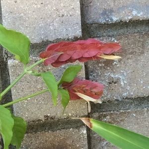 Shrimp Bush Plant, well rooted pint container